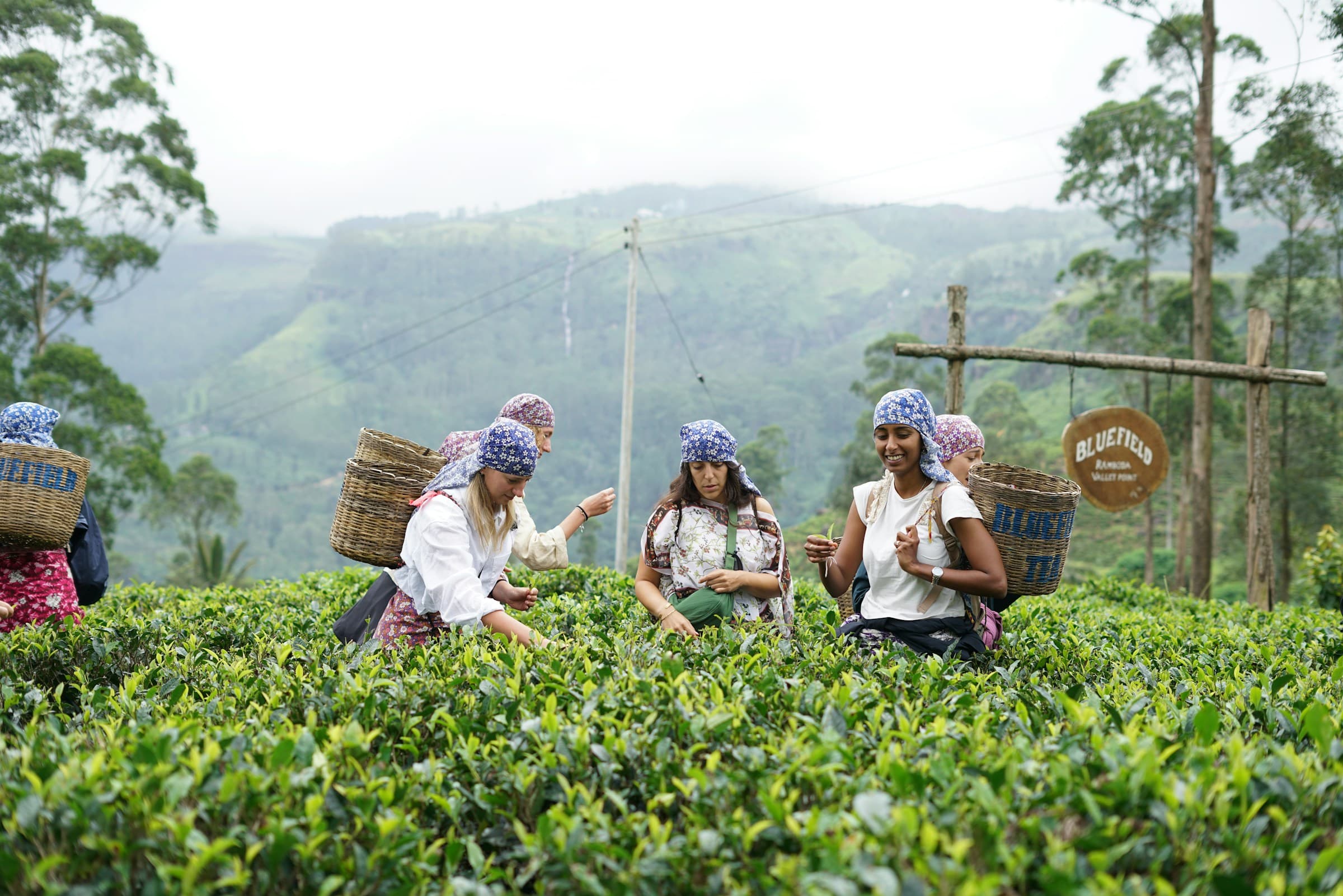 Tea plantations cascading down the hills near Ella, Sri Lanka