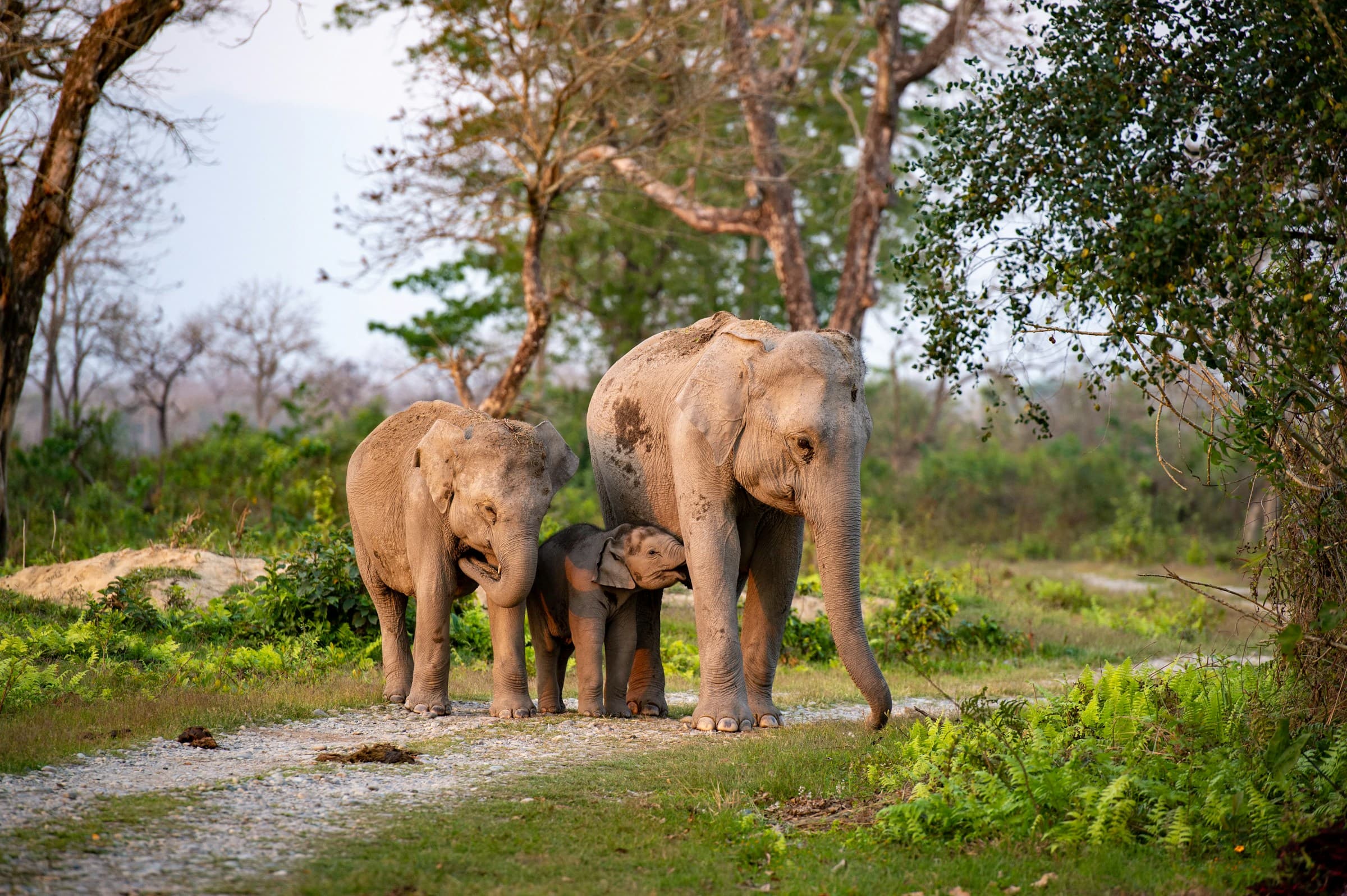 A herd of elephants gathered at a Udawalawe waterhole