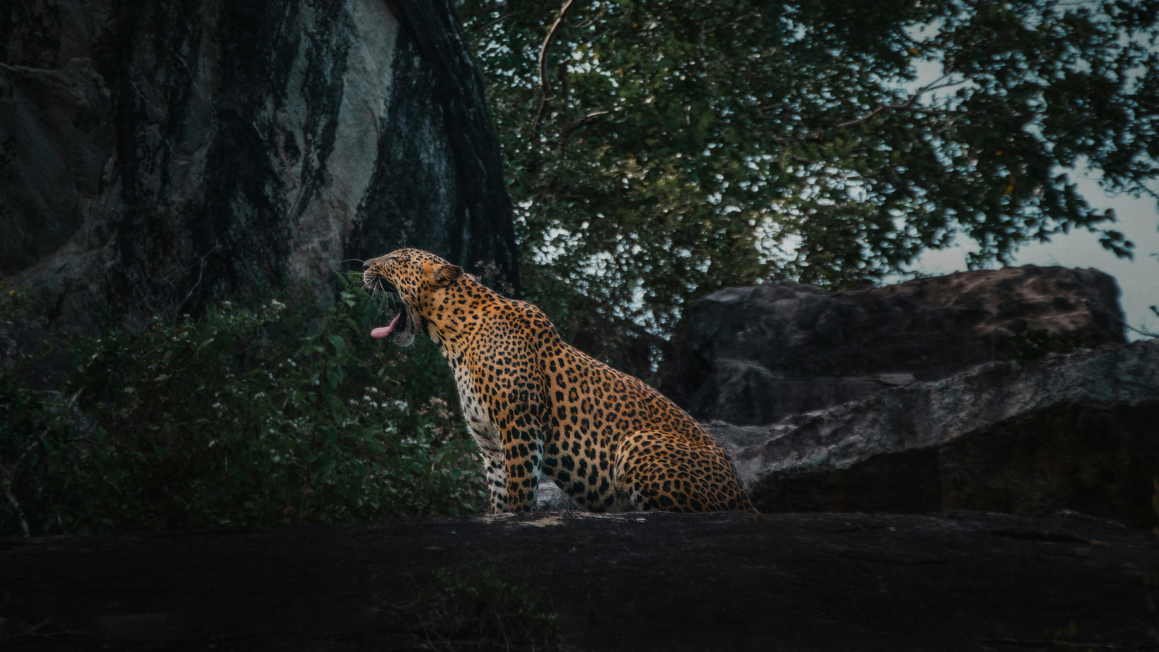 A leopard resting on a tree branch in Yala National Park