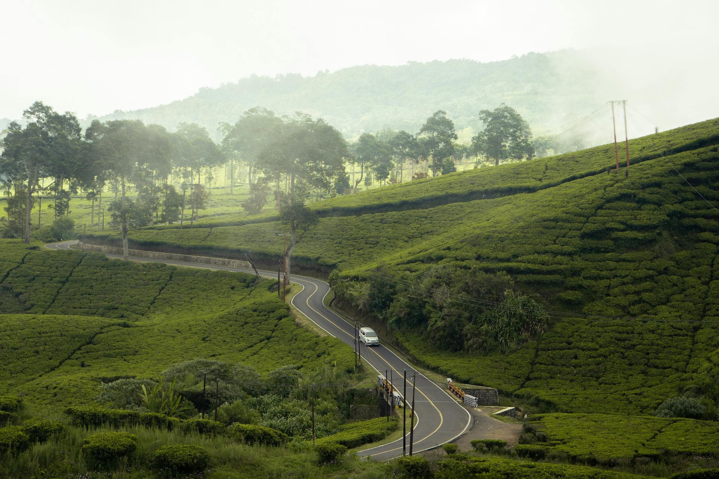 Wildlife on a Sri Lankan safari