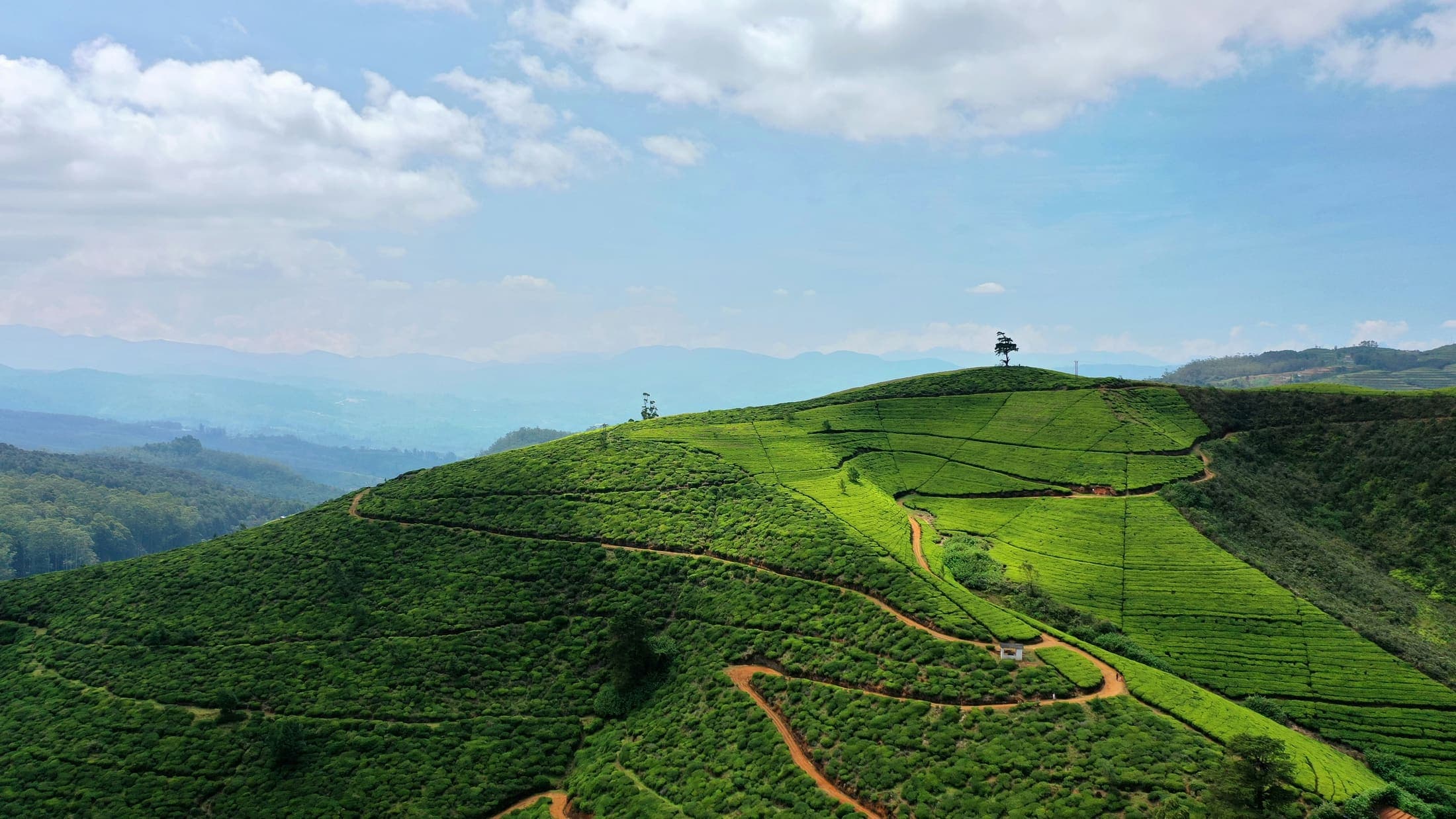 Tea-shawled hills rolling toward the highland horizon in central Sri Lanka