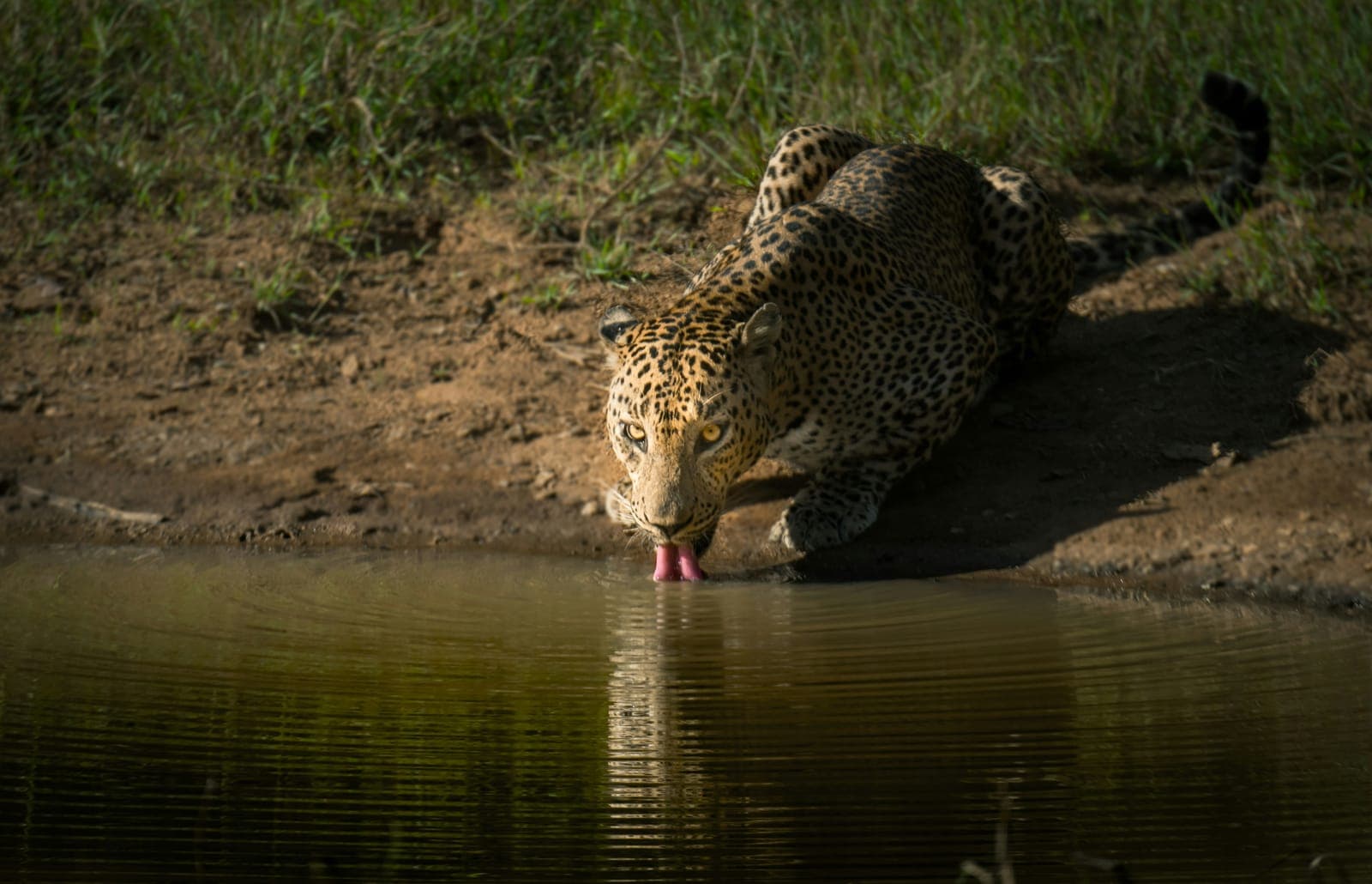 A leopard pausing to drink at a still waterhole in the early light