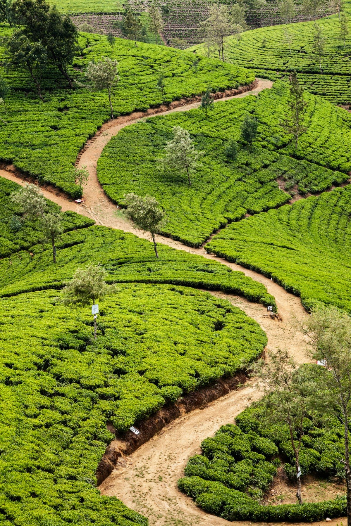 A winding tea-estate path threading through terraced hill country